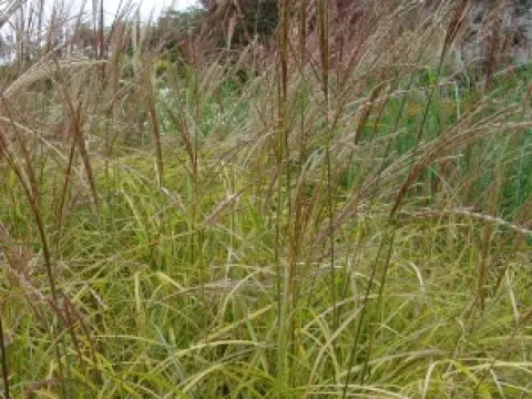 Miscanthus sinensis 'Kleine Silberspinne'