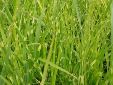 Miscanthus sinensis 'Strictus'