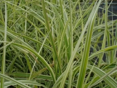 Miscanthus sinensis 'Variegatus'