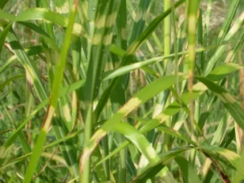 Miscanthus sinensis 'Zebrinus'