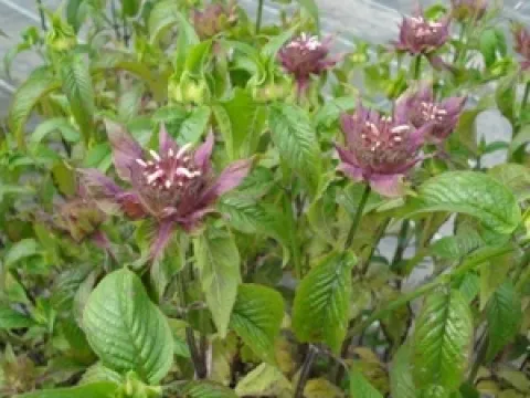 Monarda 'Beauty of Cobham'