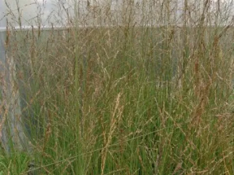 Molinia arundinacea 'Karl Foerster'