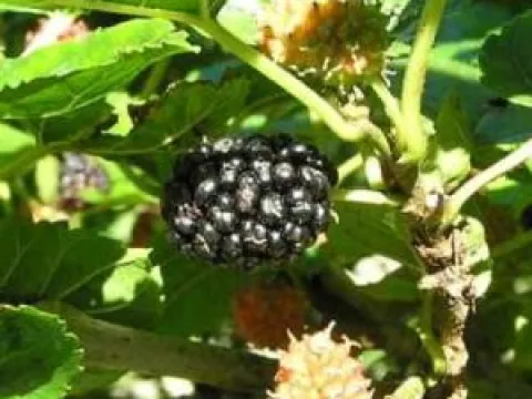 Morus nigra 'Wellington'