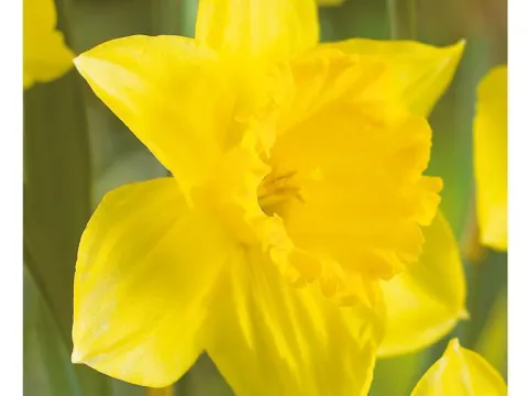 Narcissus 'Carlton'