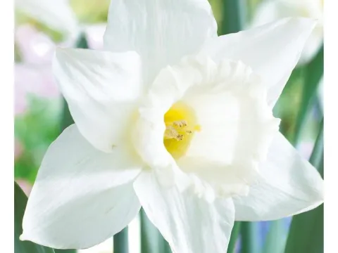 Narcissus 'Mount Hood'