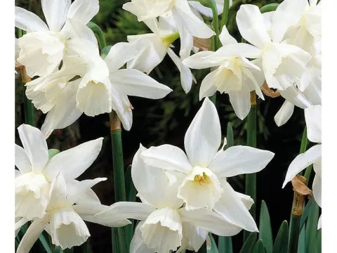 Narcissus 'Thalia'