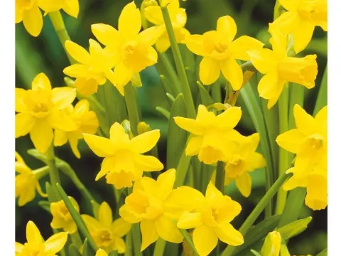 Narcissus 'Tête à Tête'