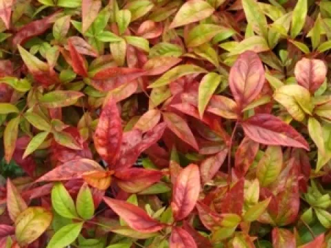 Nandina domestica 'Firepower'