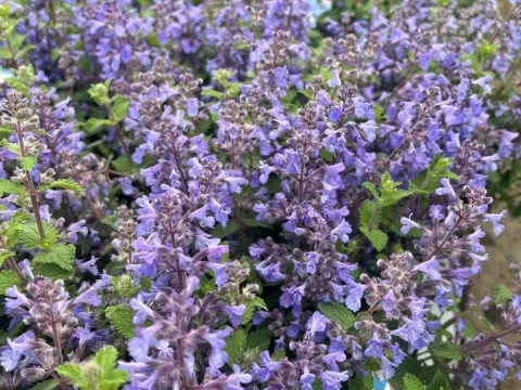 Nepeta 'Cat's Pajamas'