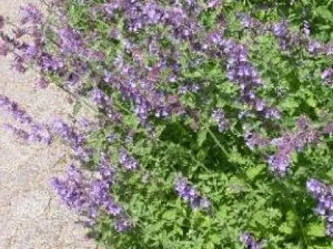 Nepeta faassenii 'Walker's Low'