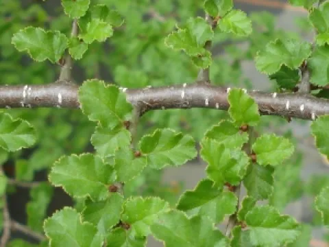 Nothofagus antarctica