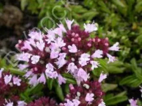Origanum vulgare 'Compactum'