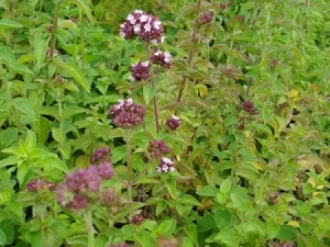 Origanum vulgare
