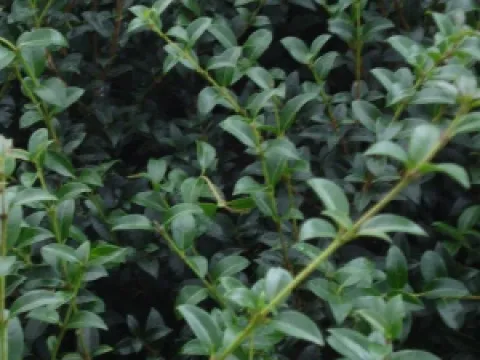 Osmanthus burkwoodii