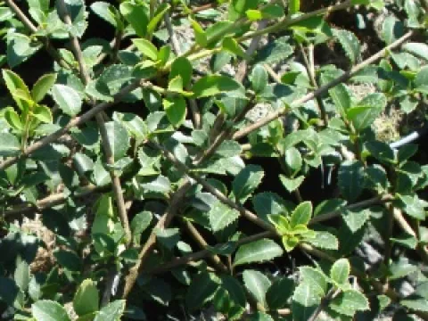 Osmanthus delavayi