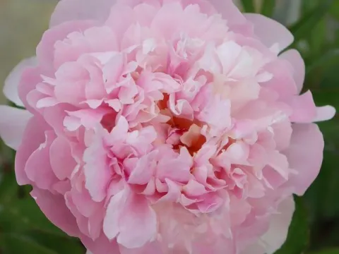 Paeonia lactiflora 'Angel Cheeks'