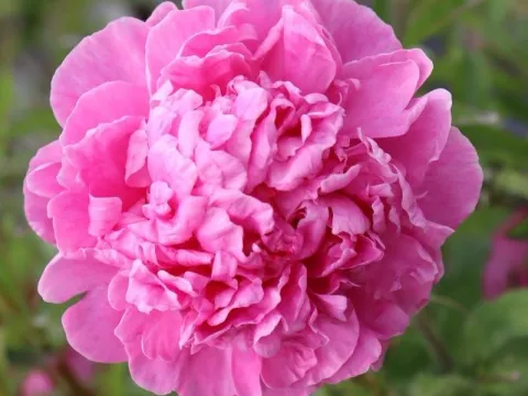 Paeonia lactiflora 'Alexander Fleming'