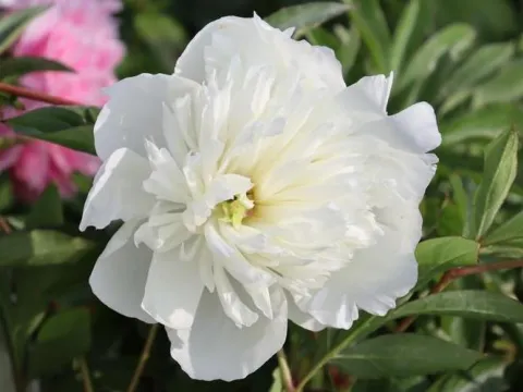 Paeonia lactiflora 'Duchesse de Nemours'
