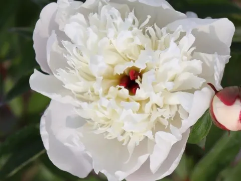 Paeonia lactiflora 'Immaculée'