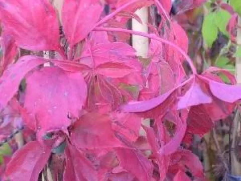 Parthenocissus quinquefolia var. engelmannii