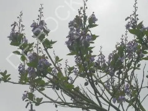 Paulownia tomentosa