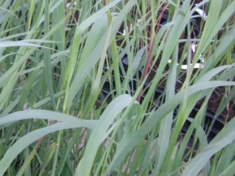 Panicum virgatum 'Dallas Blues'