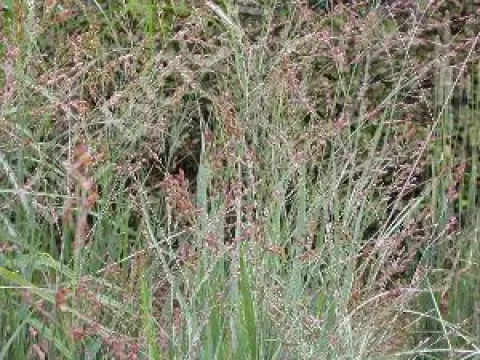 Panicum virgatum 'Heavy Metal'