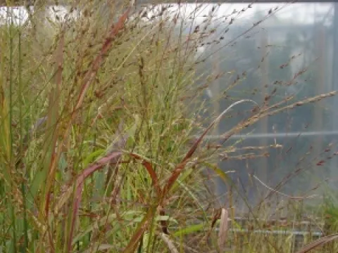Panicum virgatum 'Rehbraun'
