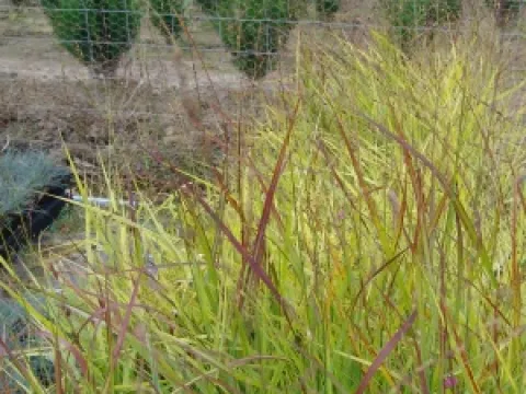 Panicum virgatum 'Rotstrahlbusch'