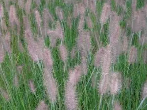 Pennisetum alopecuroides 'Hameln'