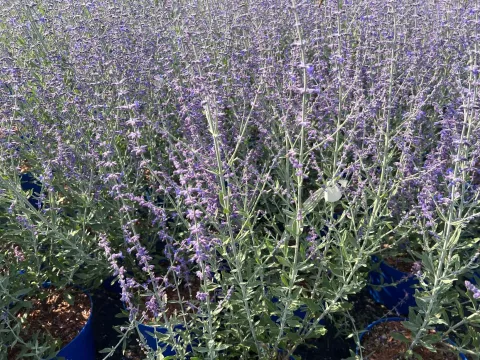 Perovskia atriplicifolia 'Little Spire'