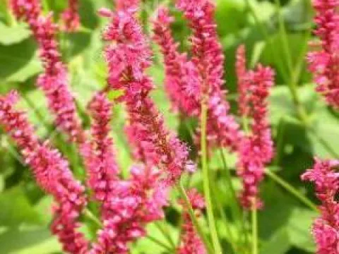 Persicaria amplexicaulis 'Speciosa'