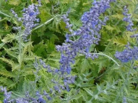 Perovskia atriplicifolia