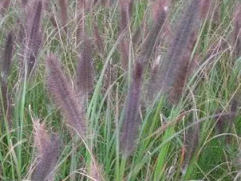 Pennisetum alopecuroides 'Viridescens'