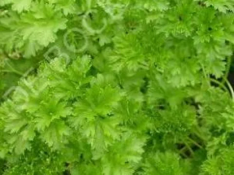 Petroselinum crispum