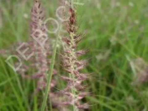Pennisetum orientale 'Karley Rose'