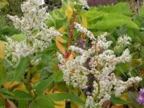 Persicaria polymorpha