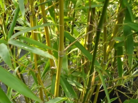 Phyllostachys aurea