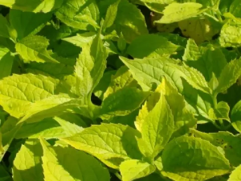 Philadelphus coronarius 'Aureus'