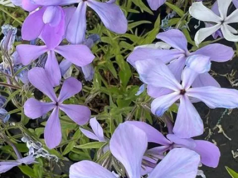 Phlox divaricata 'Clouds of Perfume'