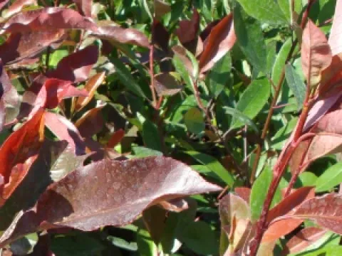 Photinia fraseri 'Red Robin'