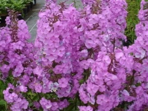 Phlox maculata 'Alpha'