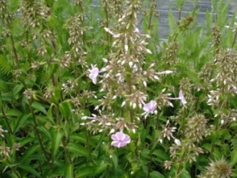 Phlox maculata 'Natascha'