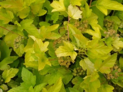 Physocarpus opulifolius 'Dart's Gold'