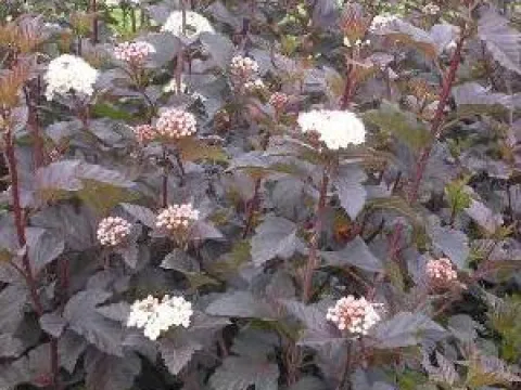 Physocarpus opulifolius 'Diabolo'