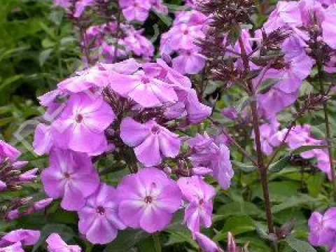 Phlox paniculata 'Blue Boy'