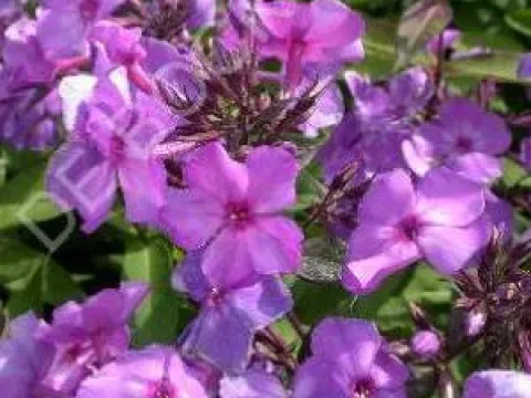 Phlox paniculata 'Blue Paradise'