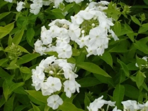 Phlox paniculata 'White Admiral'