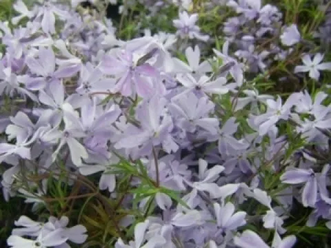 Phlox subulata 'G.F. Wilson'