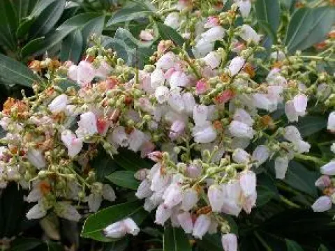 Pieris japonica 'Debutante'